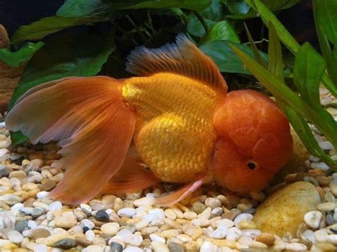 Oranda Goldfish – Care Guide - Aquarium Tips