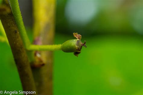 DSC_3859 | Griselinia littoralis flowers | Angela Simpson | Flickr