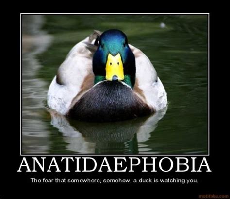 Ducks are watching. | Weird phobias, Funny phobias, Duck pictures