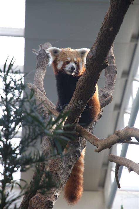 Panda in Singapore zoo stock image. Image of safari, giant - 92737687