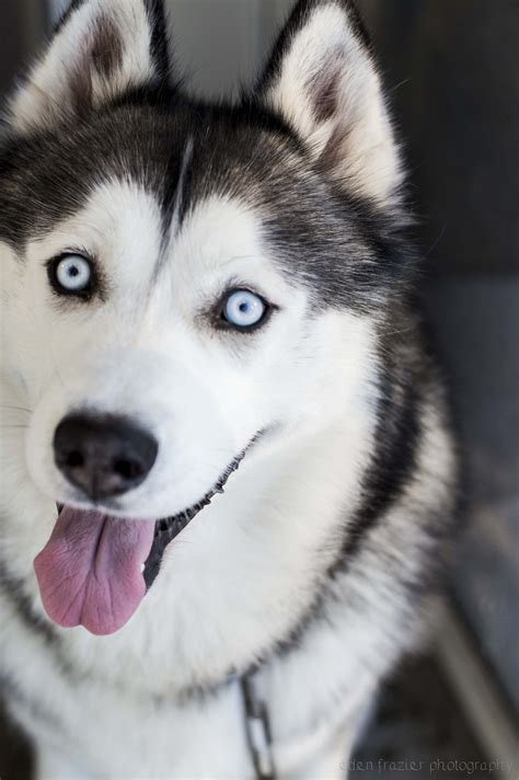 Cute Blue Eyes White Siberian Husky Dog - l2sanpiero