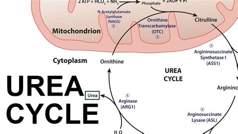 Urea Cycle - YouTube