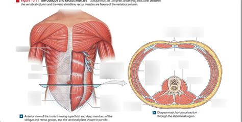 Oblique Plane Anatomy