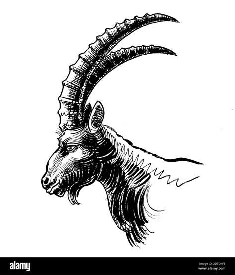 Mountain goat head with long horns. Ink black and white drawing Stock ...