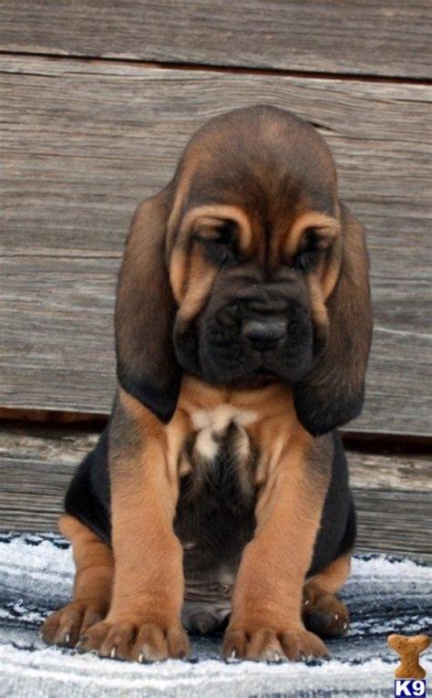 Bloodhound Puppy - FaveThing.com