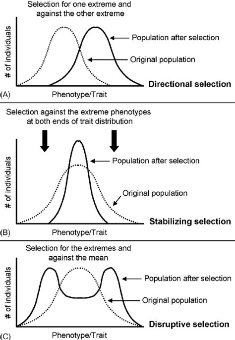 Directional, Stabilizing, Disruptive Selection