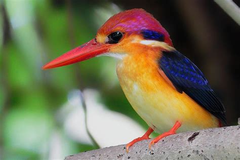 🔥 The Dwarf Kingfisher is endemic across much of the Indian subcontinent and Southeast Asia 🔥 ...