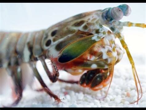 World's Fastest Punch | Slow Motion Mantis Shrimp | Earth Unplugged - YouTube