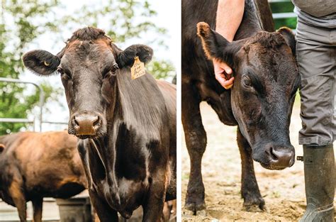 100 Percent Wagyu Beef: Raised in Connecticut | Edible CT East