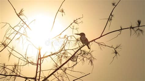 Sunset Kingfisher stock photo. Image of sunrise, sunlight - 88836754