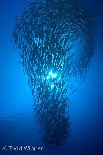 Solomon Islands diving - Underwater Photography Guide