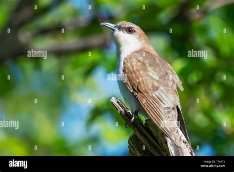 Black billed cuckoo during spring migration Stock Photo - Alamy