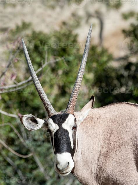 Scimitar Horned Oryx 846862 Stock Photo at Vecteezy