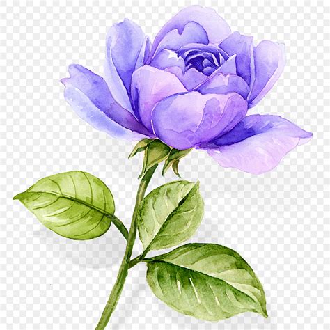 Atmosphere White Transparent, Atmospheric Watercolor Hand Painted Blue Purple Rose Flower, Roses ...