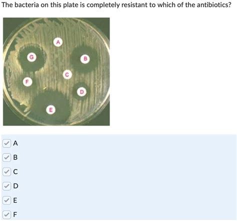 Solved The bacteria on this plate is completely resistant to | Chegg.com