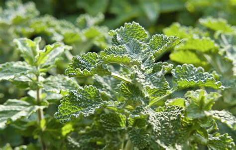 Horehound: Benefits, Side Effects, and Preparations