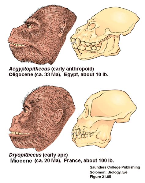 Lecture 13 Human Evolution