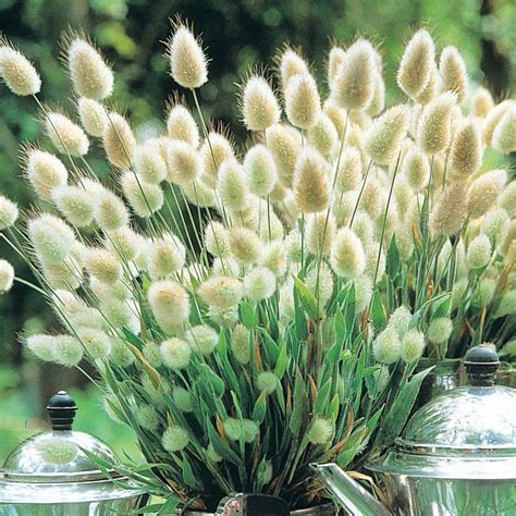 ORNAMENTAL GRASS LAGURUS OVATUS BUNNY TAILS | ORNAMENTAL GRASS ...