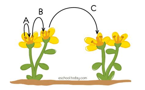 Self-pollination and cross-pollination – Eschooltoday