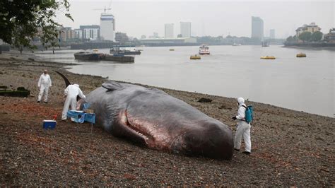 What Research Has Shown About Why Whales Beach Themselves