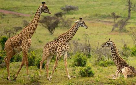 Arusha National Park