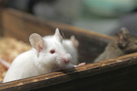 How Are Researchers Studying Alzheimer's Without Hurting Animals? | PETA