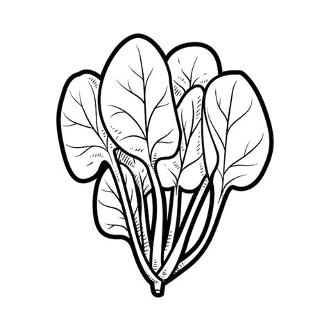 Spinach Clipart Black And White