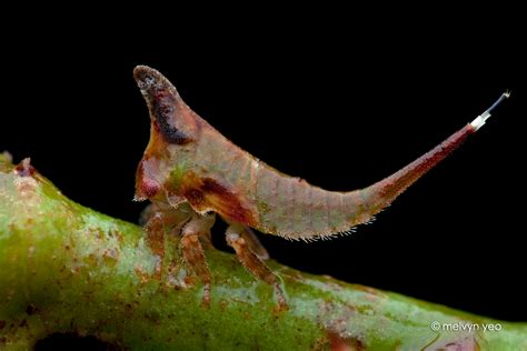 Treehopper Nymph by melvynyeo on DeviantArt