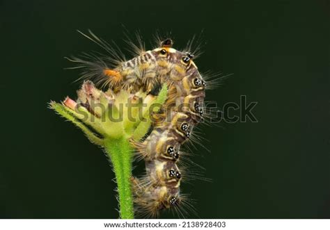 1,486 Caterpillar India Royalty-Free Photos and Stock Images | Shutterstock