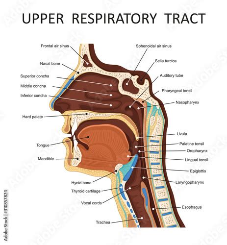 Upper respiratory tract. Anatomy - nose, throat , mouth, respiratory system - Buy this stock ...