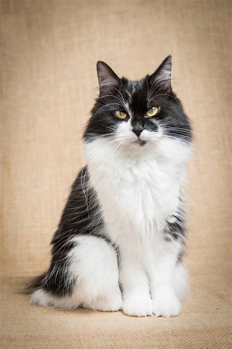 American Bobtail Cat Breeds - Cats In Care