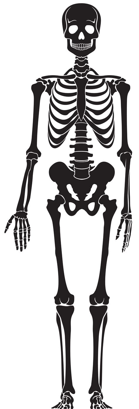 Skeleton Xray Clipart Free Images At Clker Com Vector Clip Art | My XXX ...