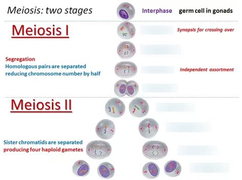 Biology 100 Quizlet Word Flash Cards Flashcards | Kleos Canariasgestalt