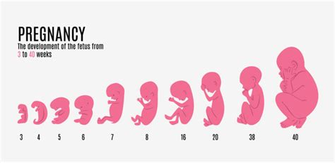 What Should You Expect When You Are 8 Weeks Pregnant