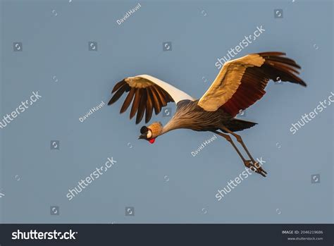 1,942 Uganda cranes Images, Stock Photos & Vectors | Shutterstock