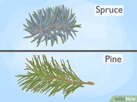 3 Ways to Identify Spruce Trees - wikiHow