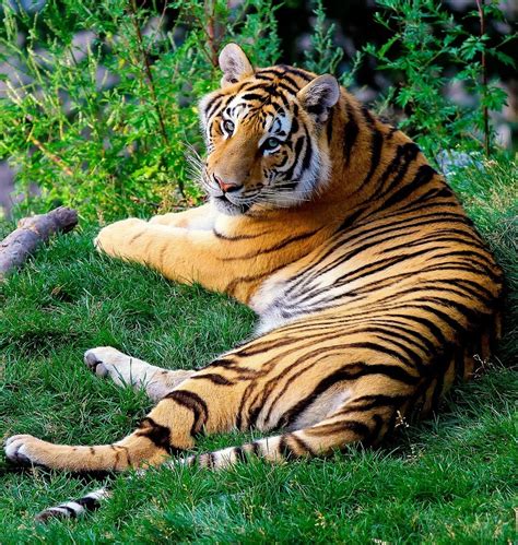 A picture of the majestic bengal tiger - About Wild Animals