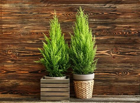 Lemon Cypress: Plant Care & Growing Guide