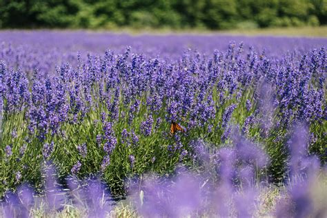 Washington Island Lavender Fields