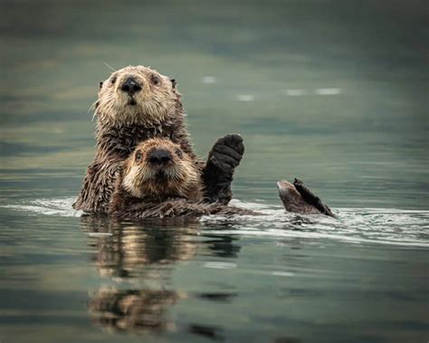 Discover Why Sea Otters Hold Hands While They Sleep - A-Z Animals