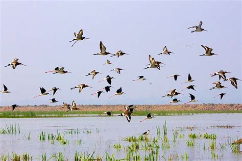 Chilka Lake Bird Sanctuary | LBB