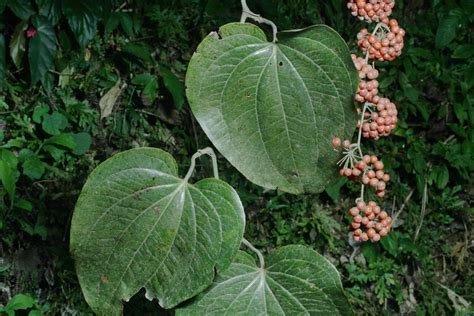 Smilacaceae Vent. | Plants of the World Online | Kew Science