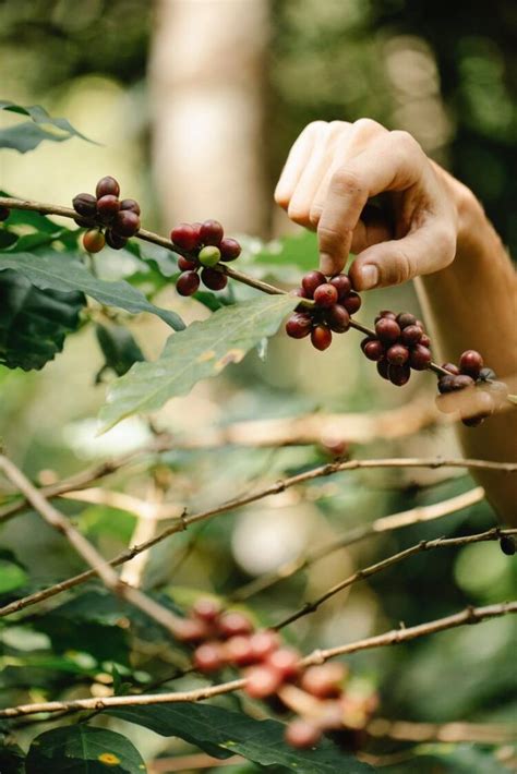 Coffee Harvesting: A Quick Guide for Enthusiasts - Coffee & Tea Kingdom