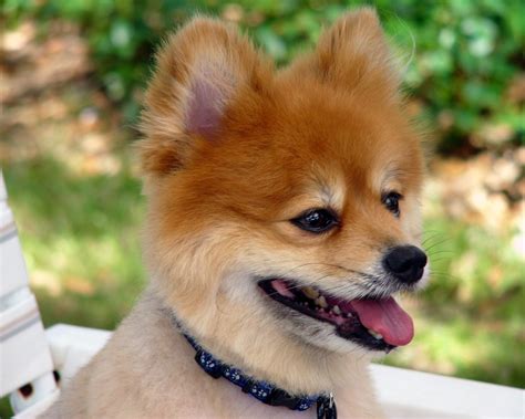 Pomeranian Puppies Picture Massachusetts - Dog Breeders Guide