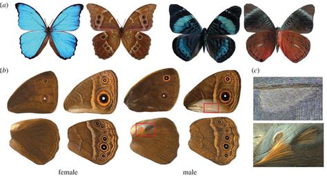 How Butterflies Pattern Top and Bottom Wing Surfaces Differently