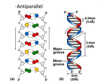 PPT - DNA and RNA PowerPoint Presentation, free download - ID:2080930