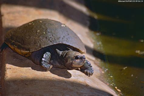 Madagascar Big-headed Turtle | Erymnochelys madagascariensis