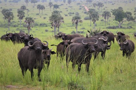 Queen Elizabeth National Park | Uganda | Wild Safari Guide