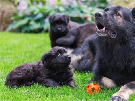 Black and Brown Long Haired German Shepherd: The Perfect Companion for ...