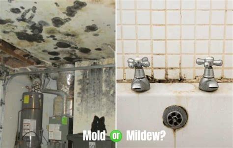 Mold vs Mildew - How to Tell the Difference and What to Do